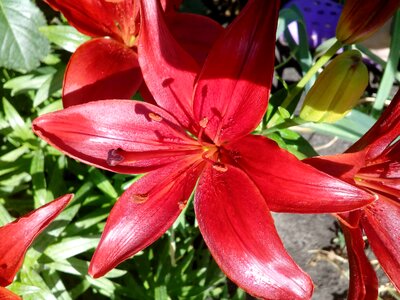Detail flower flower garden