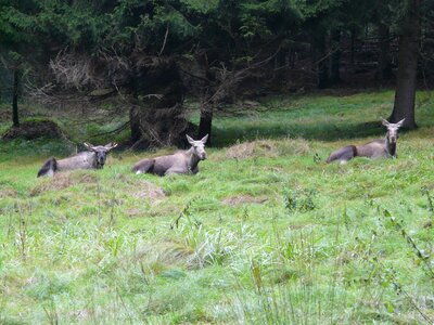 Wild zoo wildlife park photo