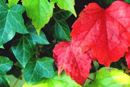 Autumn red leaf fall foliage photo
