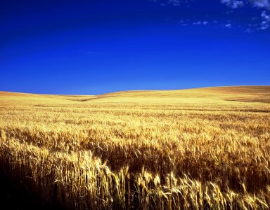 Wheat field and blue sky photo