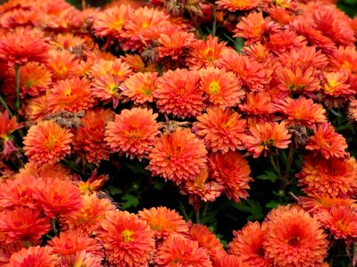 Beautiful beautiful flowers beautiful photo