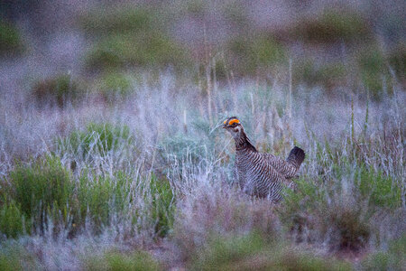 Lesser Prairie-Chicken-4 photo