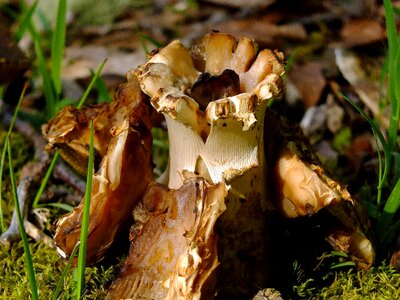 Flora fungus grass photo