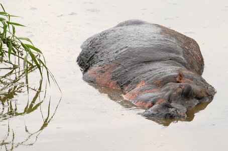 Africa tanzania wild