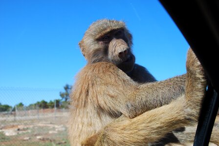 Mallorca monkey animal photo