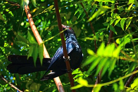 Nature wildlife sri lanka photo