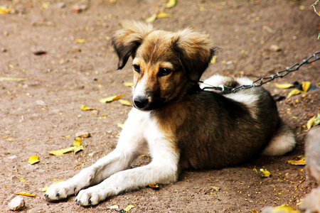 Pet Dog Sitting Ground Leash photo