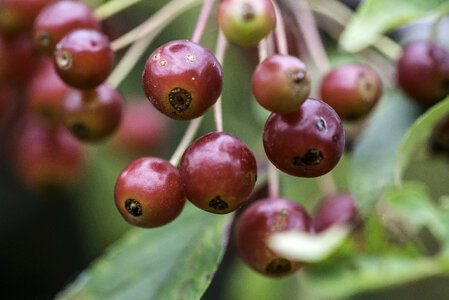 Red Berries on a plant photo