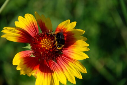 Nature bloom beautiful