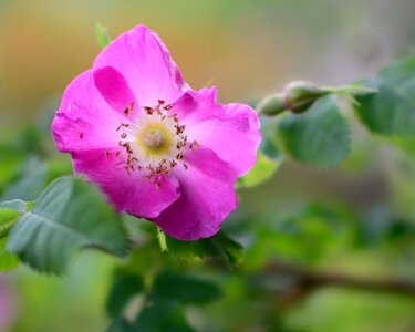 Plant rose roses