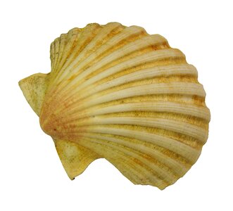 Scallop nature molluscum