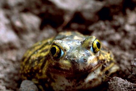 Detailed frog Scaphiopodidae photo