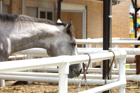 2 Horse