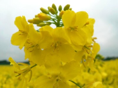 Bearing bloom canola photo