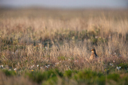 Lesser Prairie-Chicken-2