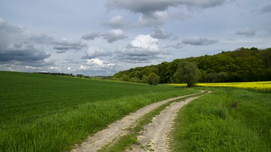 Oilseed rape yellow away photo