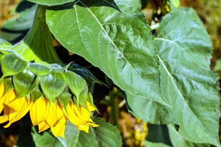 Agriculture beautiful flowers blooming