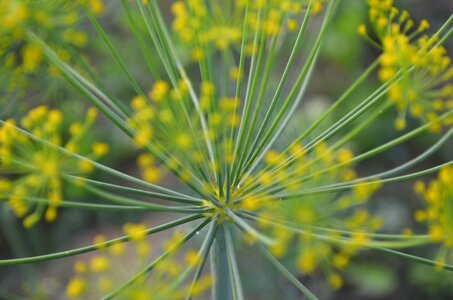 Dill blossom yellow ball