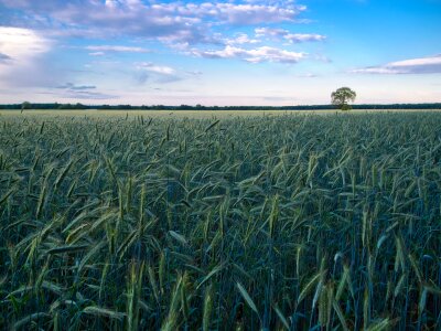 Field cereals grain photo