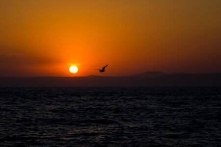 Sunset over the water with a bird flying in Vladivostok, Russia photo