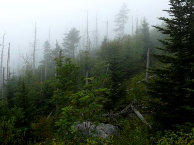 Forest Smoky Mountains National Park