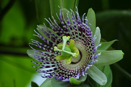 Vine passion flower passion fruit