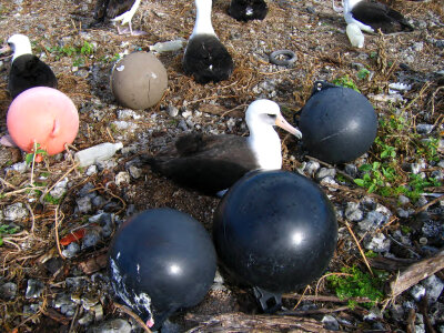 Laysan albatross nesting amid marine debris photo