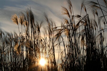 Sea grass landscape rest