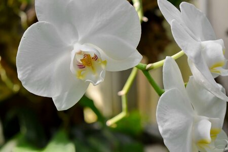 Elegant orchid flower