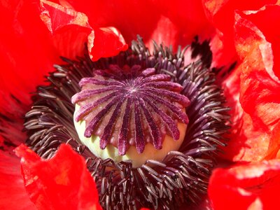 Red flowers macro