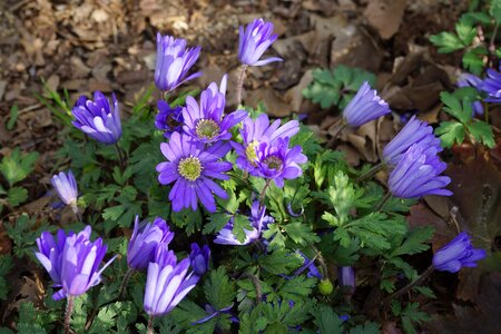 Balkan anemone blue anemone blanda photo