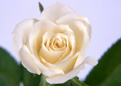 Single beautiful white rose photo