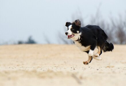 Beach summer young dog photo