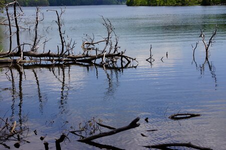 A Dead Tree in the lake photo