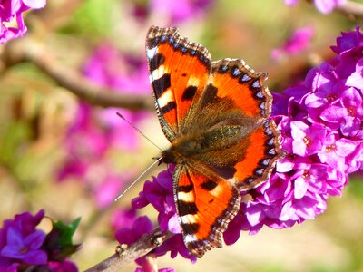 Nymphalis urticae butterflies edelfalter