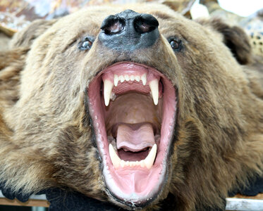Grizzly bearing its fangs photo