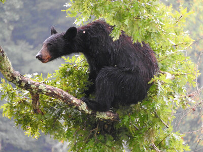 American Black bear