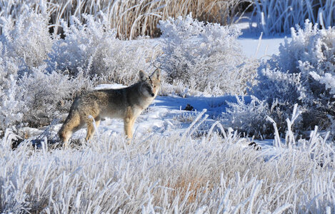 Coyote in hoar frost photo