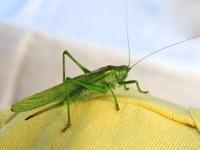 Cricket detail fauna photo