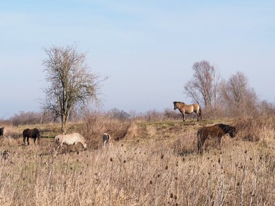 Animal antelope cattle photo