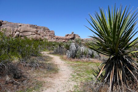 Desert usa tree photo