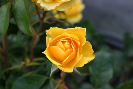 Blossoming bud petals