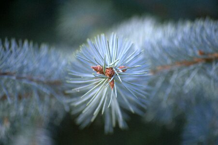 Tree branch nature