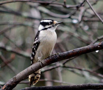 Downy Woodpecker-1 photo