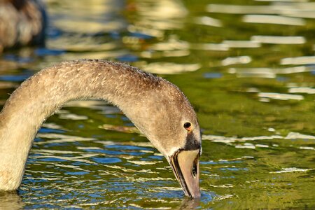 Beautiful Image neck sunshine
