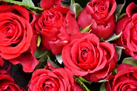 Nature red flora
