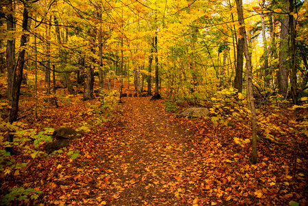 Golden leaves in the Autumn Forest photo