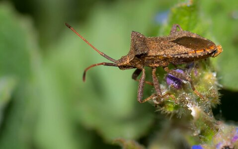 Animal arthropod beautiful image photo