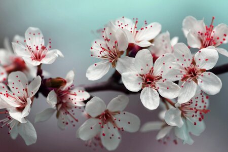 Red Springtime Blossom