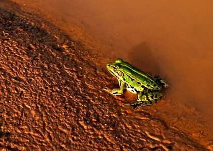 Mud frog green